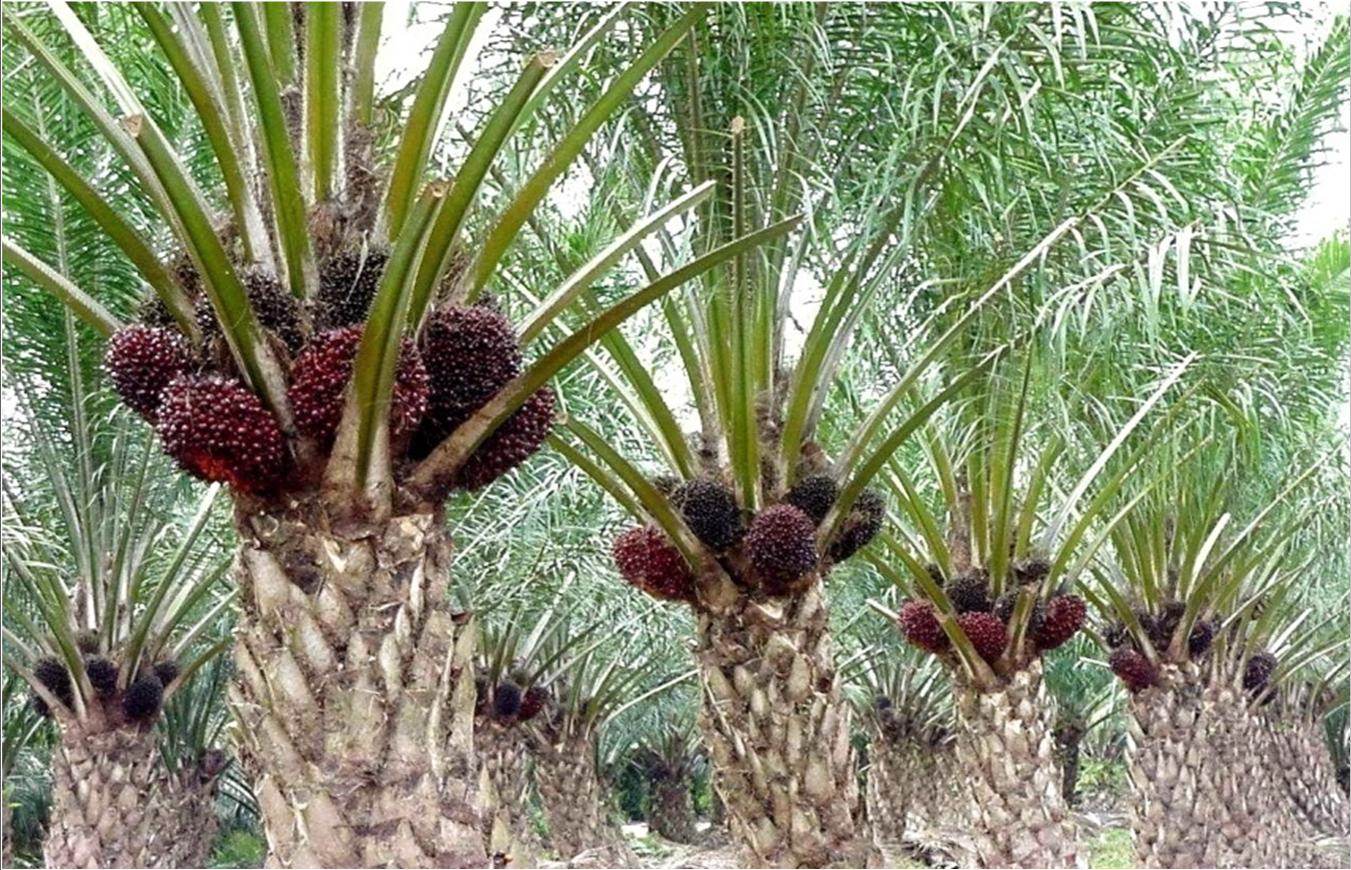 Perkebunan Kelapa Sawit Produsen Oksigen Paling Banyak – Astra ...