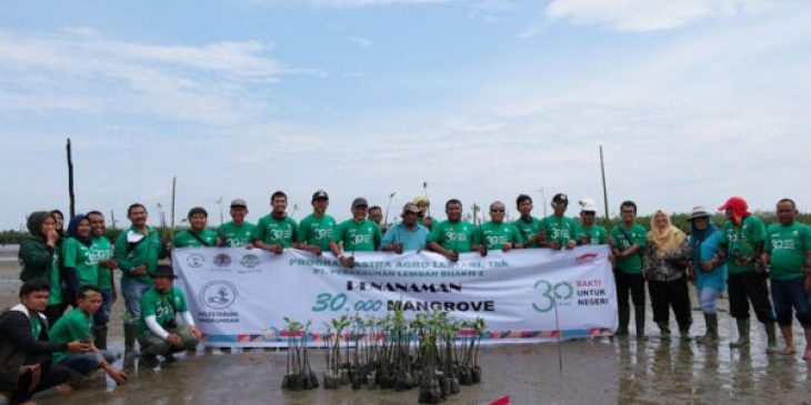tanam_mangrov