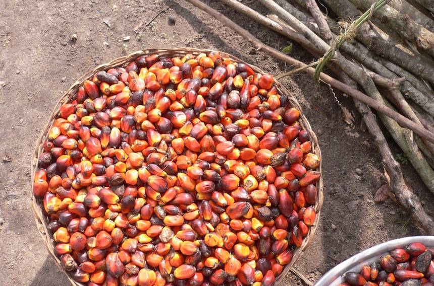 palm_oil_fruits.jpg.860x0_q70_crop-scale