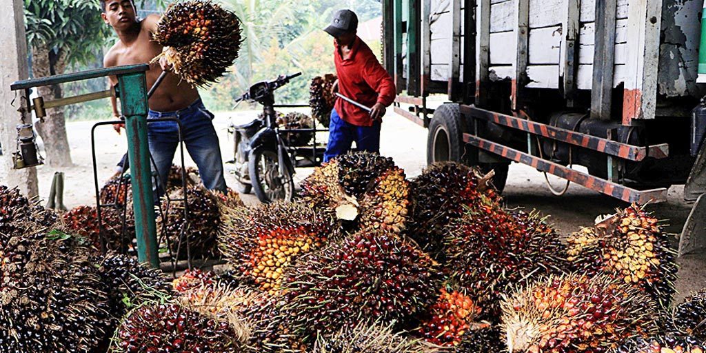 Harga Sawit Naik, Produksi Turun