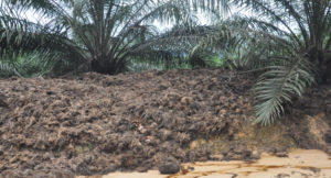 thailand-beli-6000-ton-cangkang-sawit-300×162