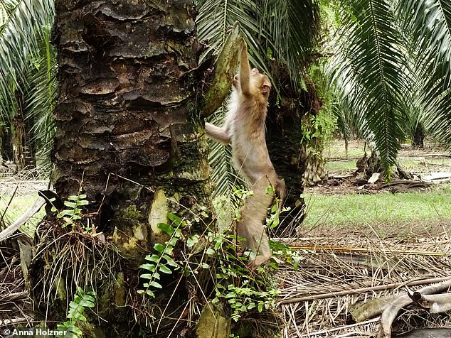 Image result for How rat-eating monkeys help keep palm oil plants alive