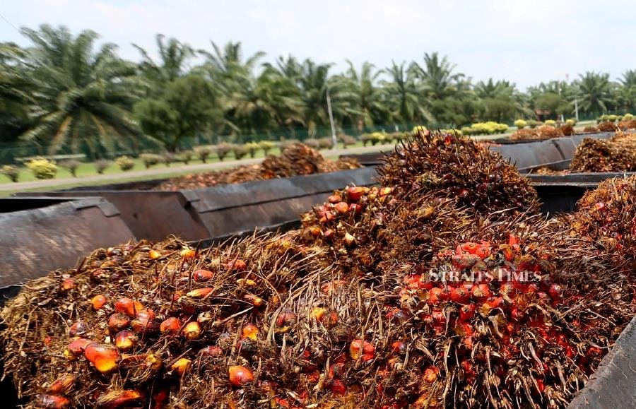 Palm_oil_1586888690