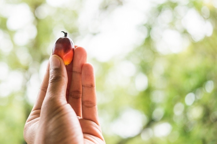 Palm fruits on farmer hand.