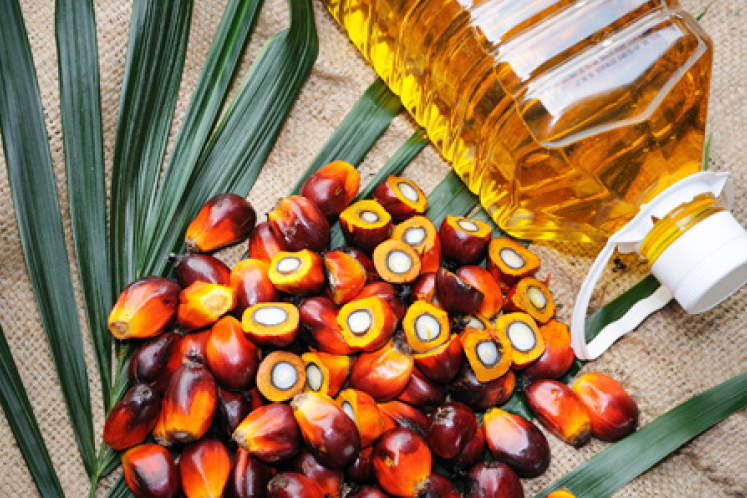 palm-oil-120719_theedgemarkets_14