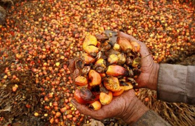 A worker shows palm oil fruits at palm oil plantation in Topoyo village in Mamuju