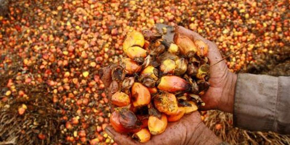 A worker shows palm oil fruits at palm oil plantation in Topoyo village in Mamuju