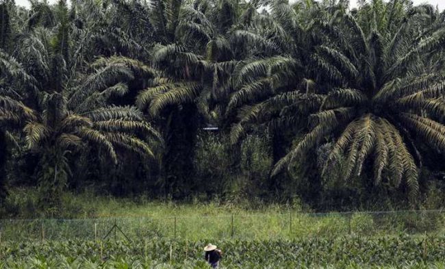 palm-oil-bloomberg-mtb2