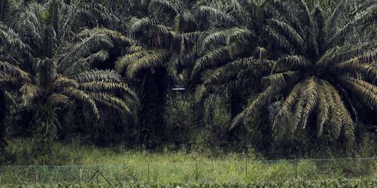palm-oil-bloomberg-mtb2