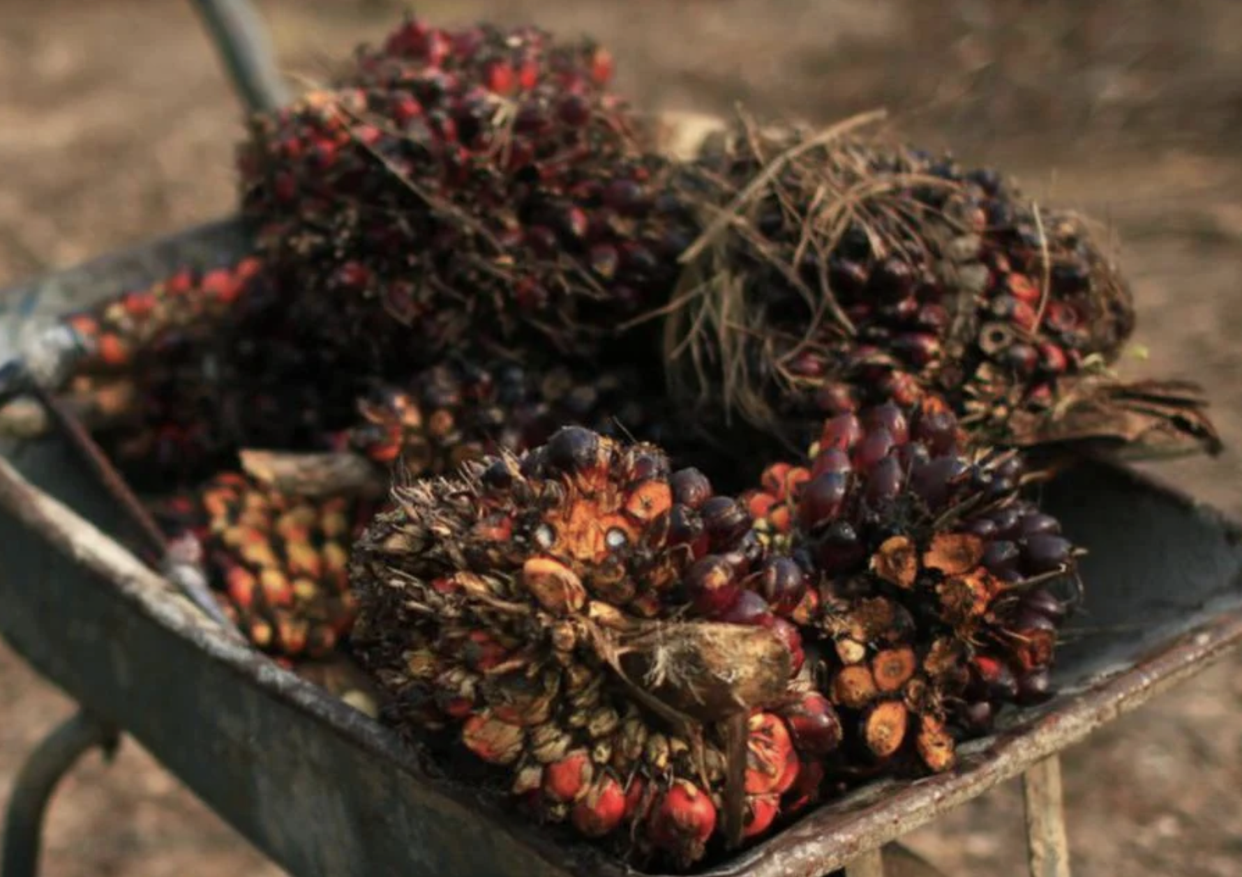 Screen Shot 2022-06-14 at 11.17.54