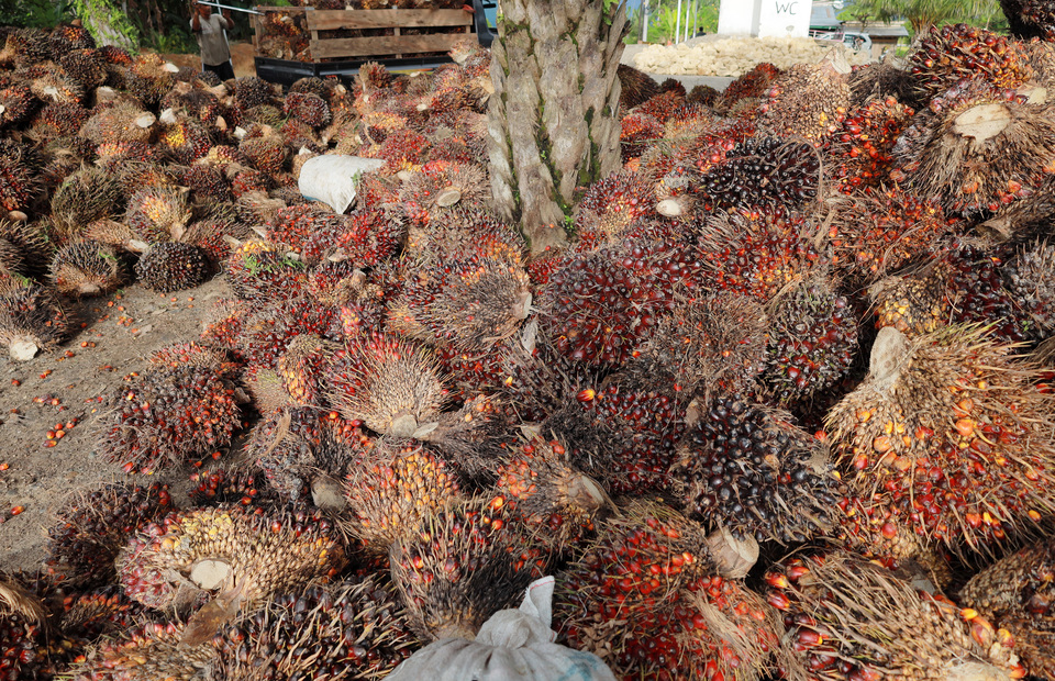 Pekerja menurunkan Tandan Buah Segar (TBS) kelapa sawit dari atas mobil di Desa Lemo – Lemo, Kabupaten Mamuju Tengah, Sulawesi Barat, Sabtu (2/7/2022).