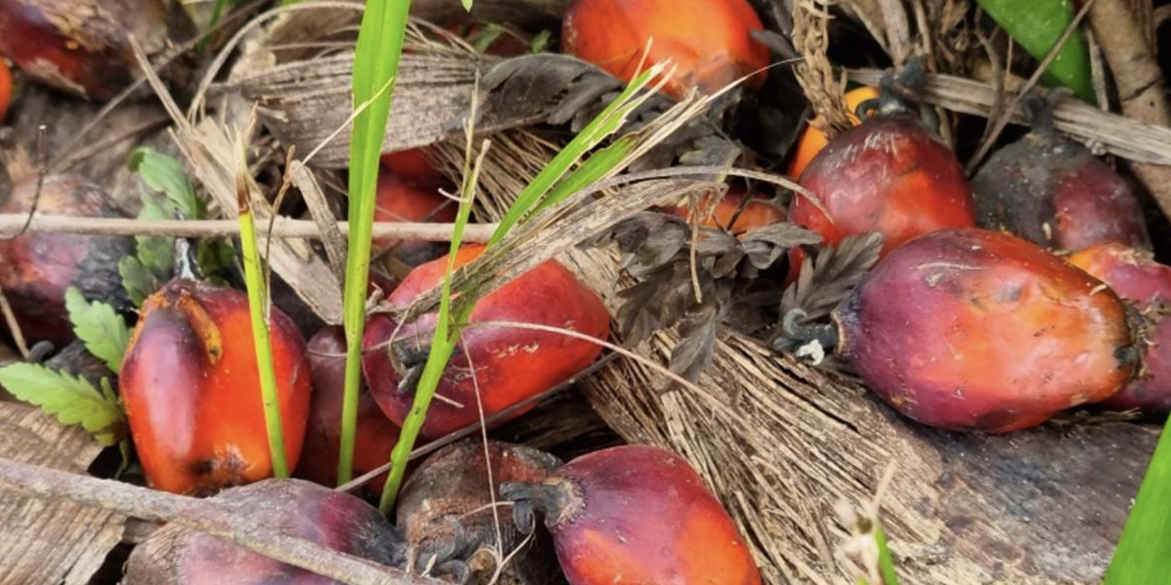 Screenshot 2022-11-03 at 23.54.17