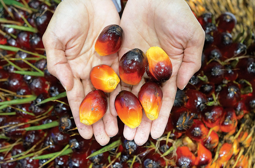 28TR012A2-2-PALM-OIL