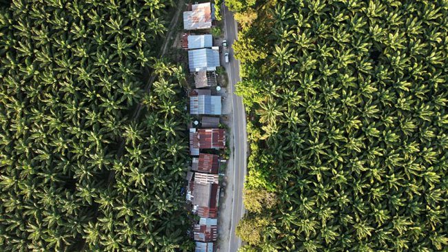 Palm Oil Plantation In South Sulawesi