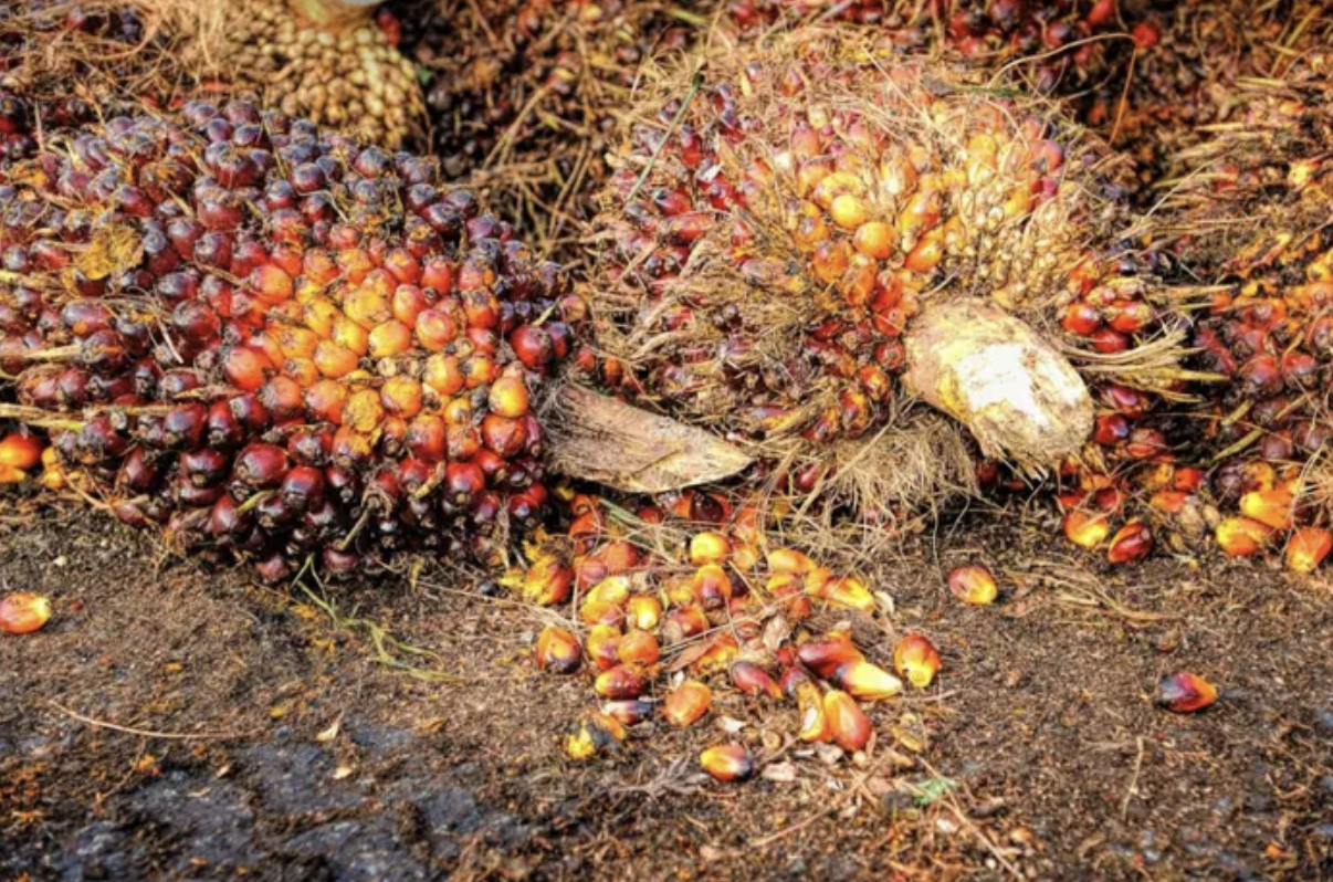 Screenshot 2024-08-26 at 08.22.28