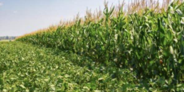 Screenshot 2024-09-17 at 07.53.46