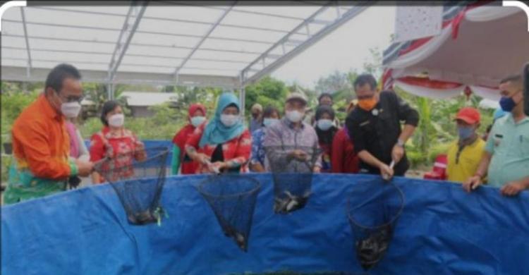 budidaya-lele-bioflok-binaan-astra-agro-di-aceh-singkil-dukung-ketahanan-pangan_243715
