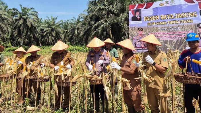 Polsek Kahut Panen 1 Ton Jagung, Bukti Nyata Dukungan Polri untuk Ketahanan Pangan Nasional