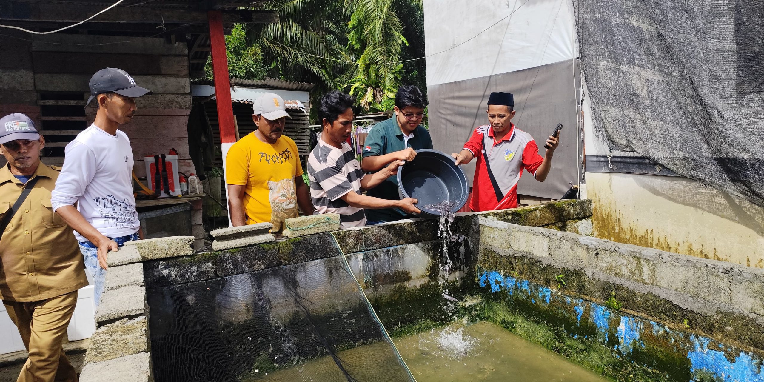budidaya lele mamuang