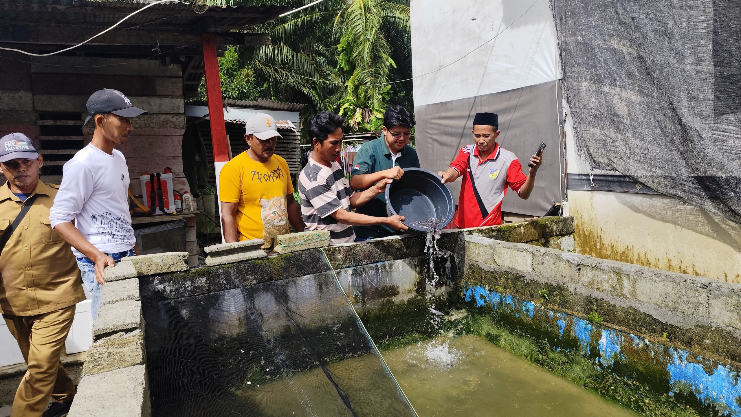 budidaya lele mamuang